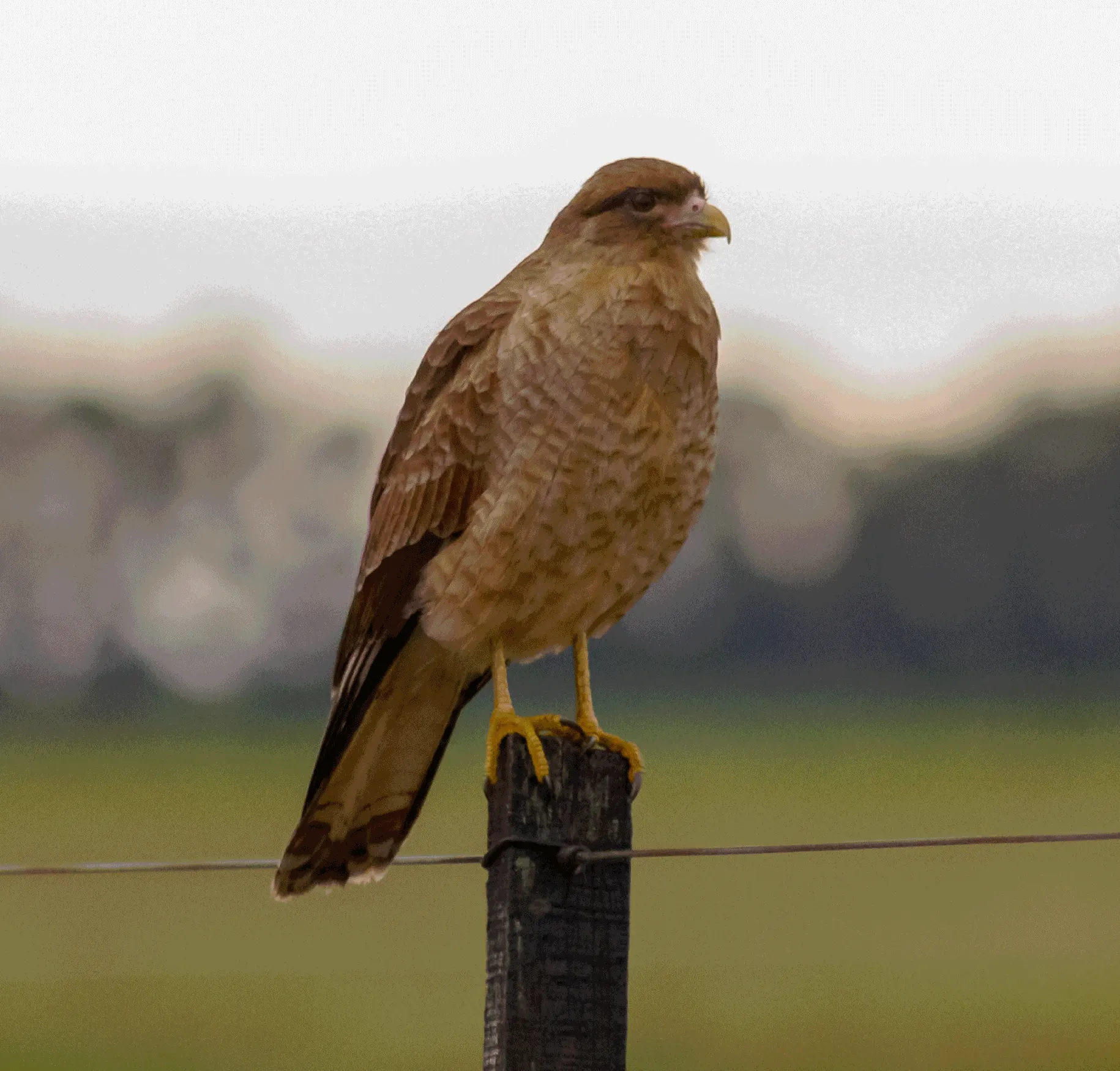 aves.webp
