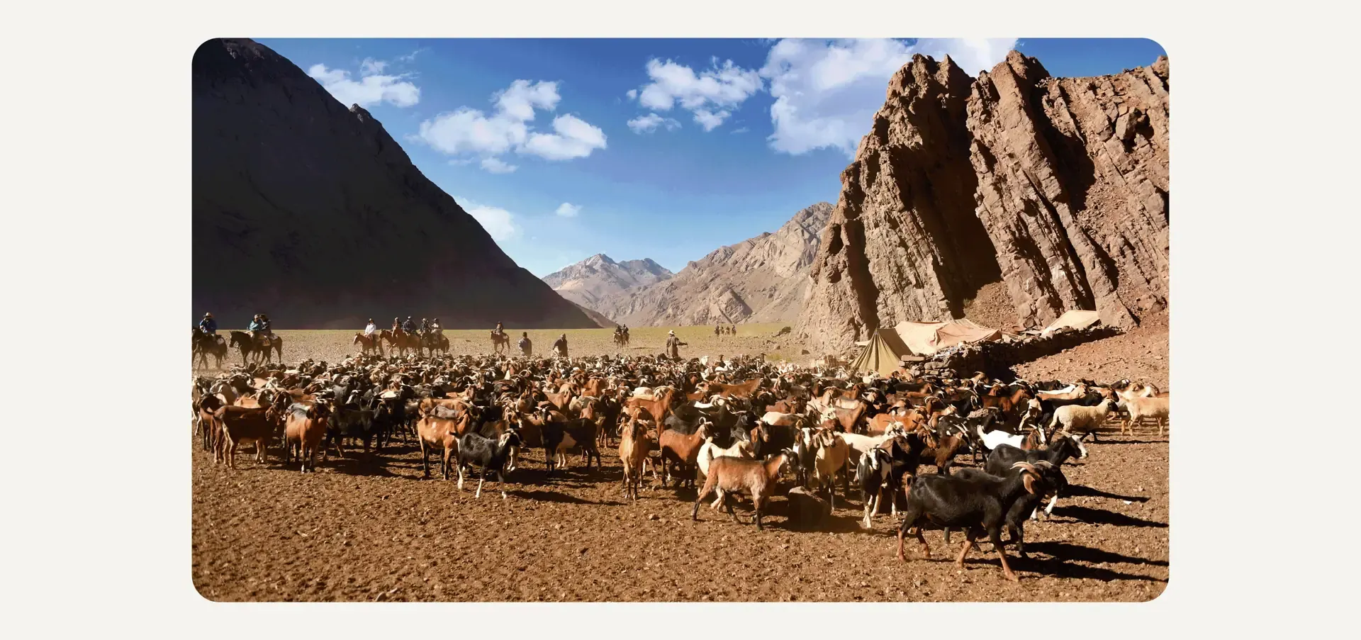 12-animales.webp