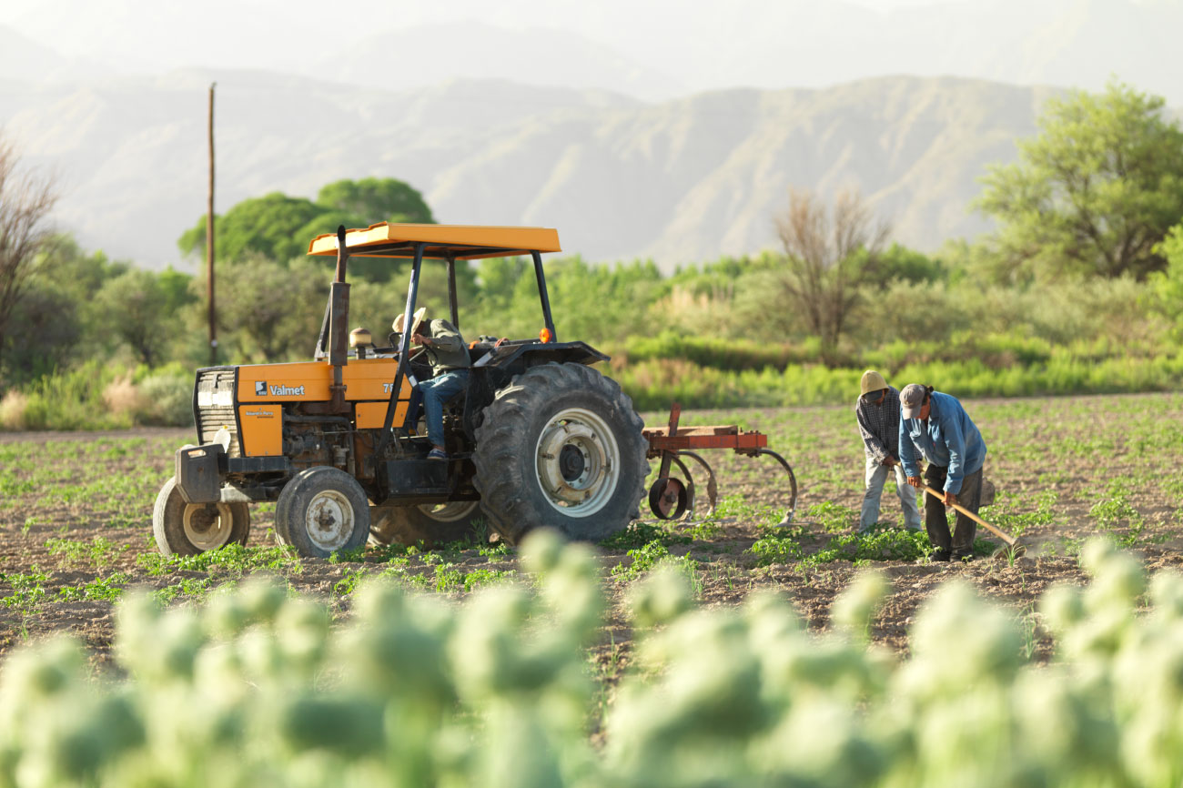 Campos de cebolla, Jáchal, San Juan<