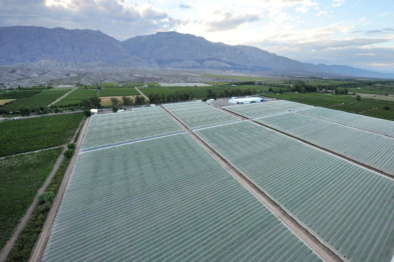 Plantaciones en Zonda, San Juan